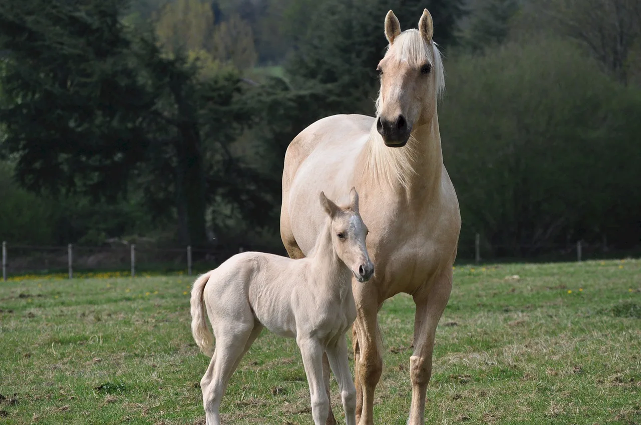 horses-743905_1280.jpg.webp