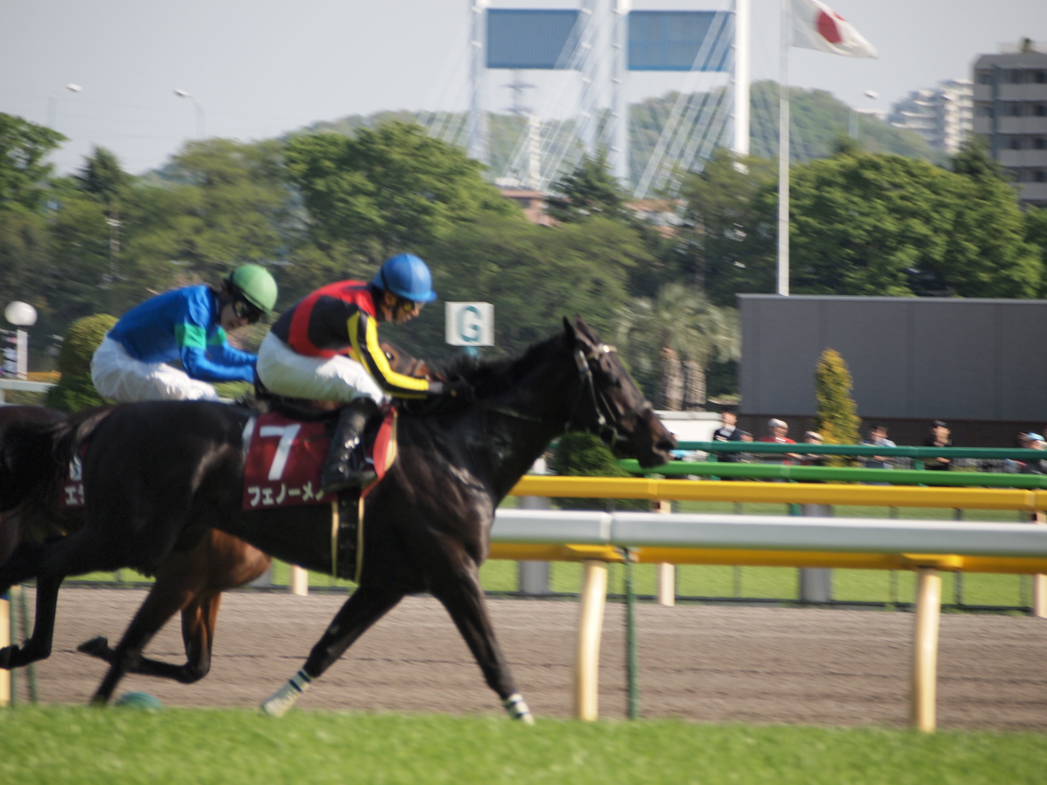 謎の天皇賞馬マメチン | 競馬ヘッドライン