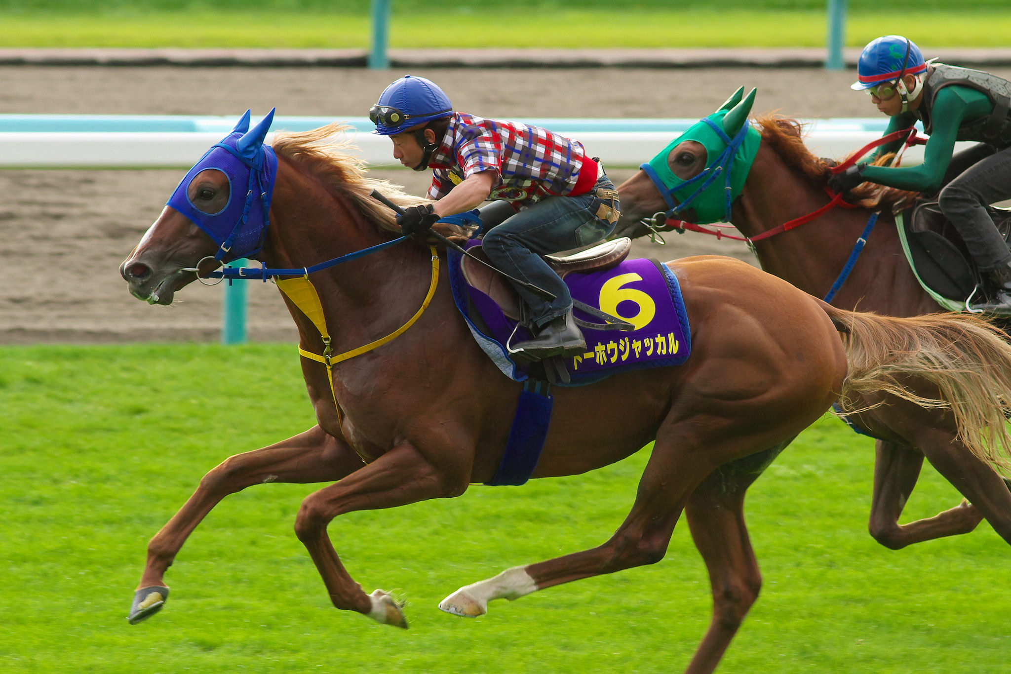 菊花賞馬トーホウジャッカル、産駒待望の勝利から期待したい今後の成長