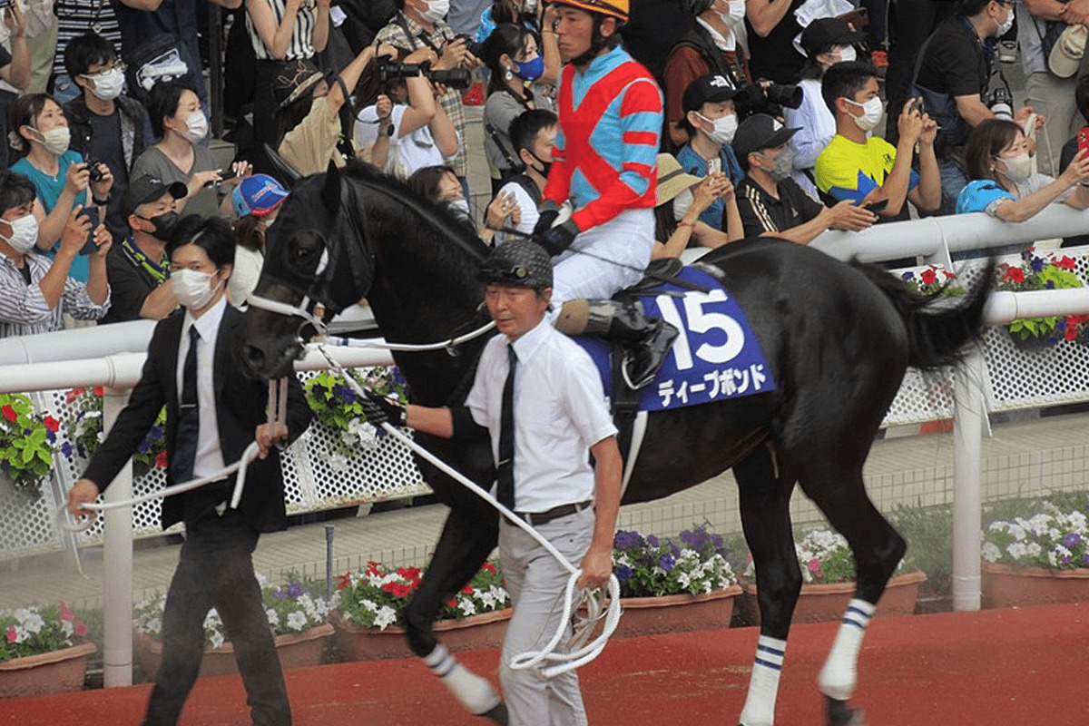 ディープボンドが現役引退、今後は誘導馬へ | 競馬ヘッドライン