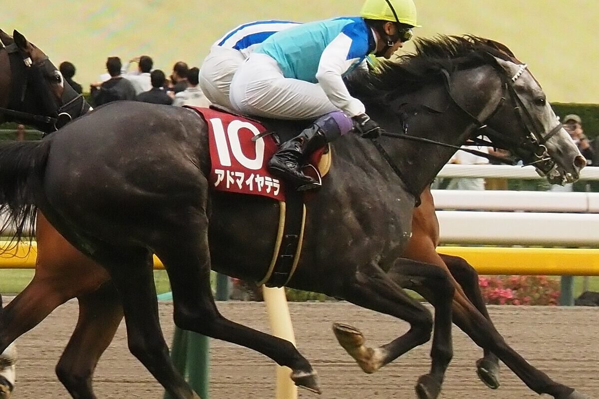 京都大賞典2025】アドマイヤテラが1週前追い切りで好気配！夏越して