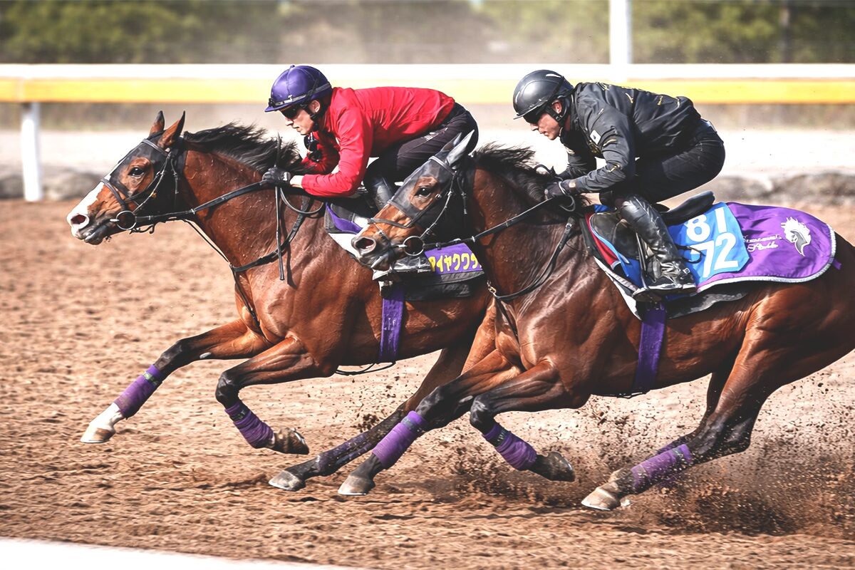 oikiri_horses.jpg